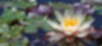 unnamed_edited_edited.jpg